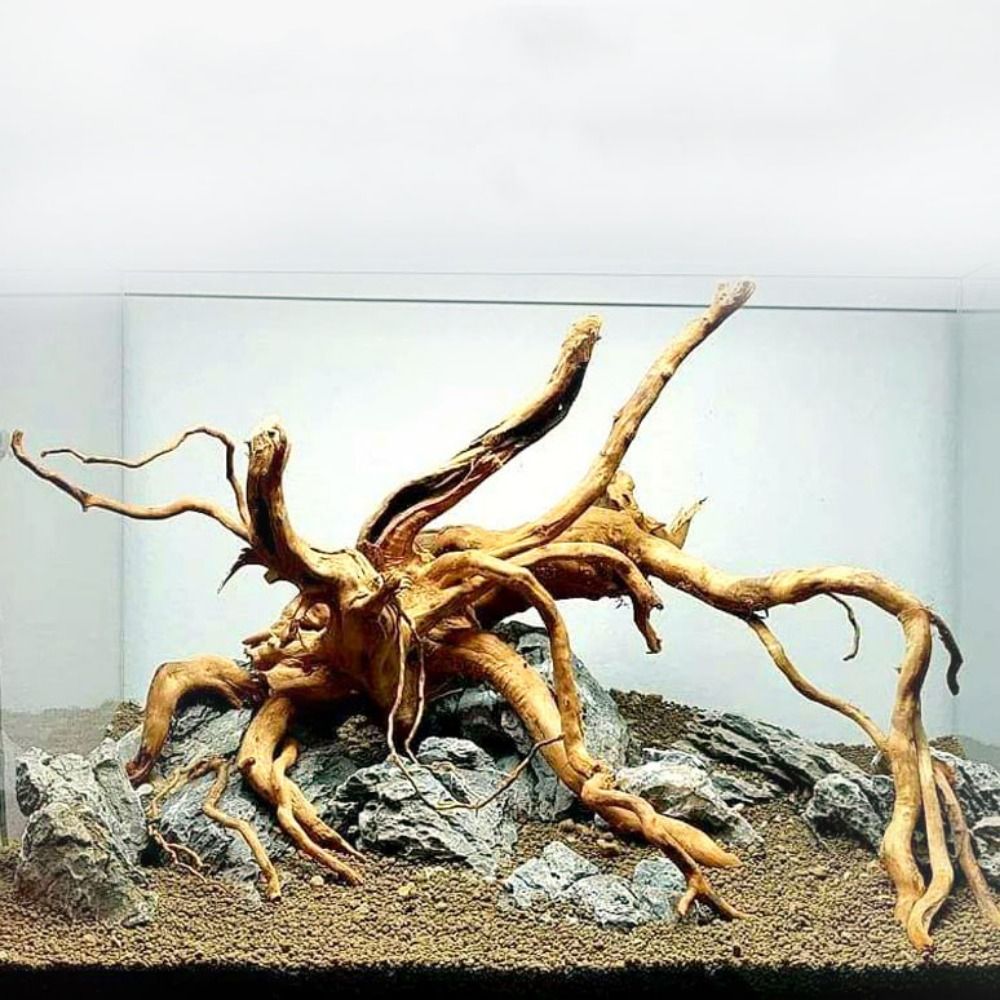 Planted Aquarium With Driftwood - Tronco de Madeira Natural Grande para