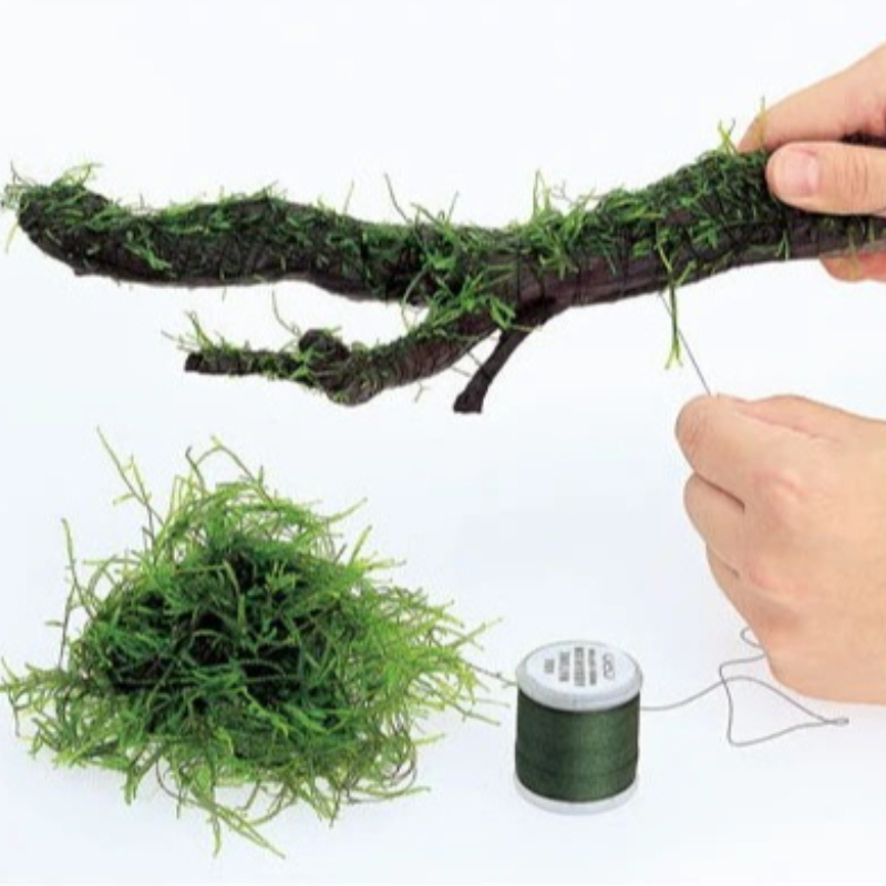 Planted Aquarium With Driftwood - Fio de Musgo Biodegradável para Aquário