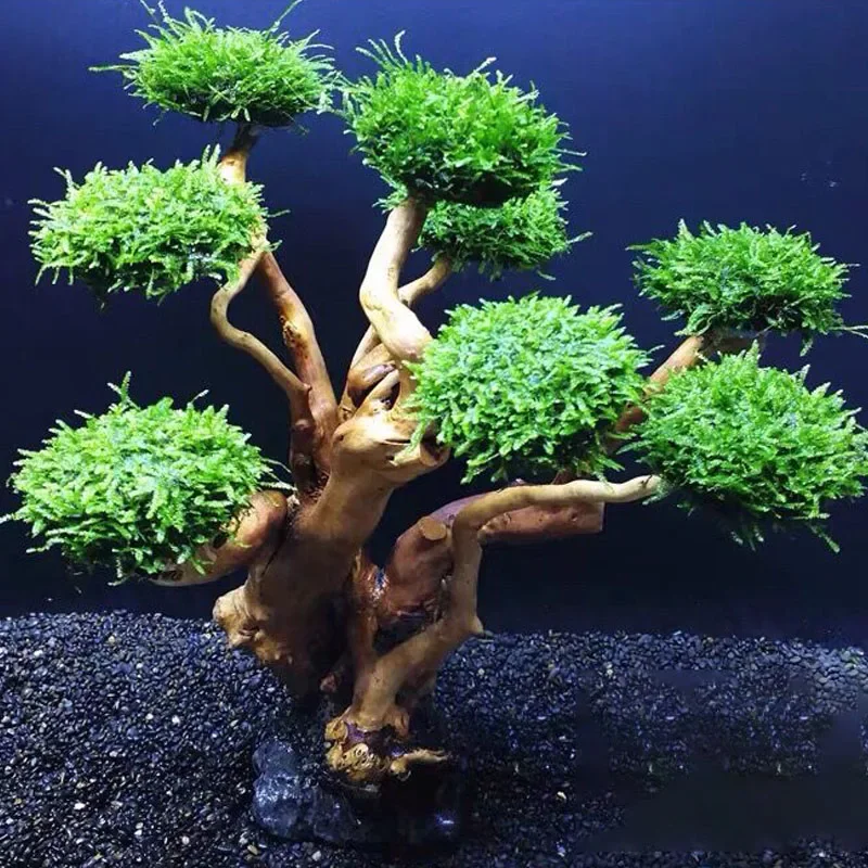 Planted Aquarium With Driftwood - Decoração para Aquário: Árvore de Musgo,