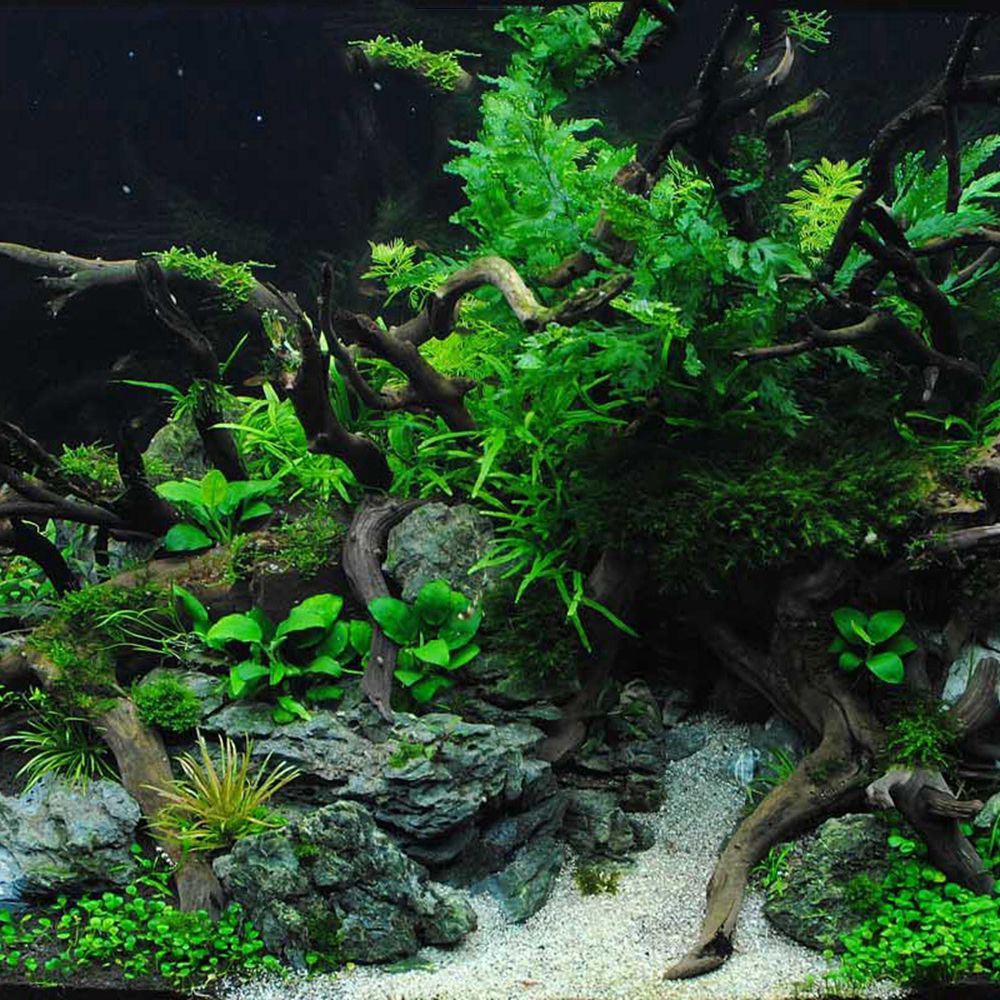 Madeira n1n paisagismo decoraç - Planted Aquarium With Driftwood avaliação e preço