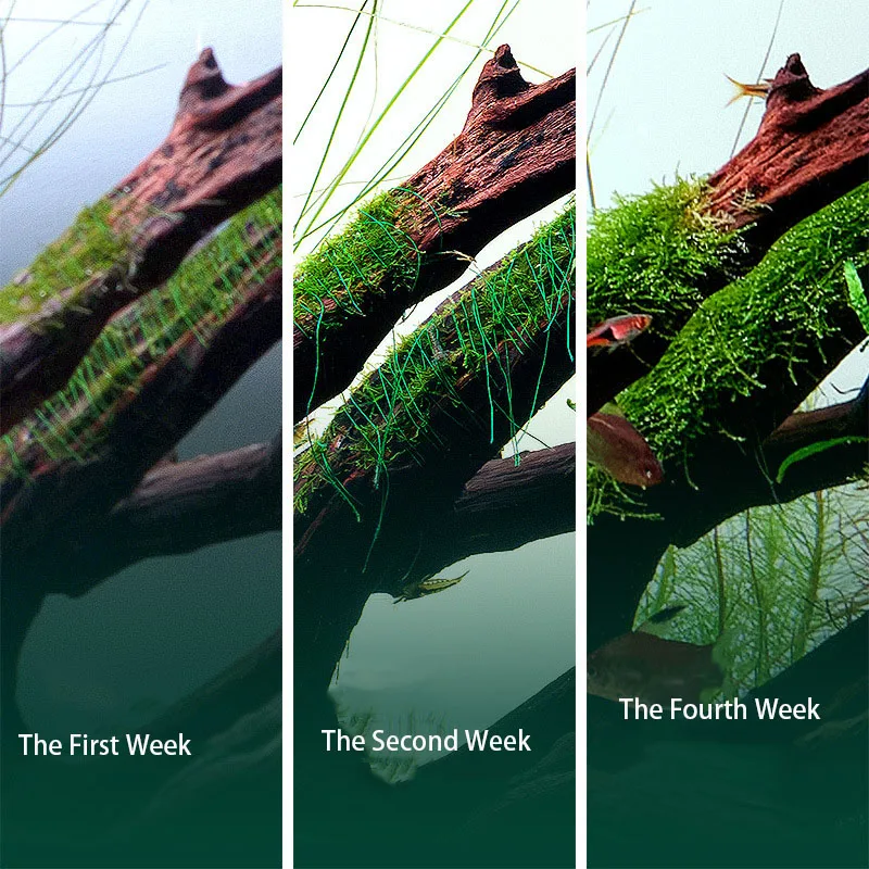 Fio de Musgo Biodegradável par - Planted Aquarium With Driftwood avaliação e preço