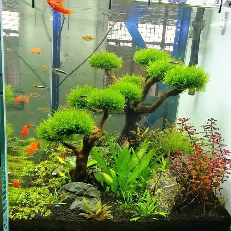 Quadro De Madeira Decorativa P - Planted Aquarium With Driftwood avaliação e preço