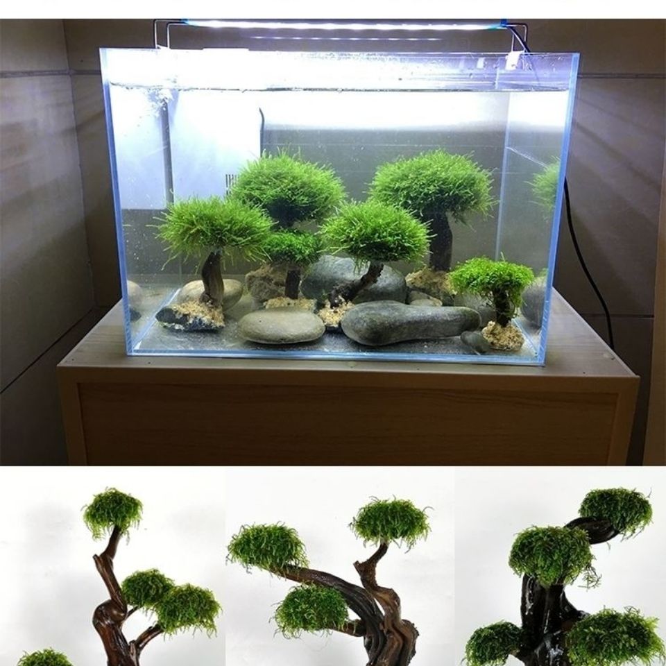 Quadro De Madeira Decorativa P - Planted Aquarium With Driftwood avaliação e preço
