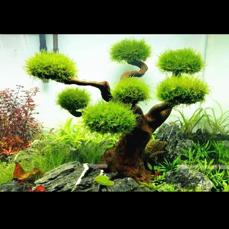Decoração de aquário musgo flu - Planted Aquarium With Driftwood avaliação e preço